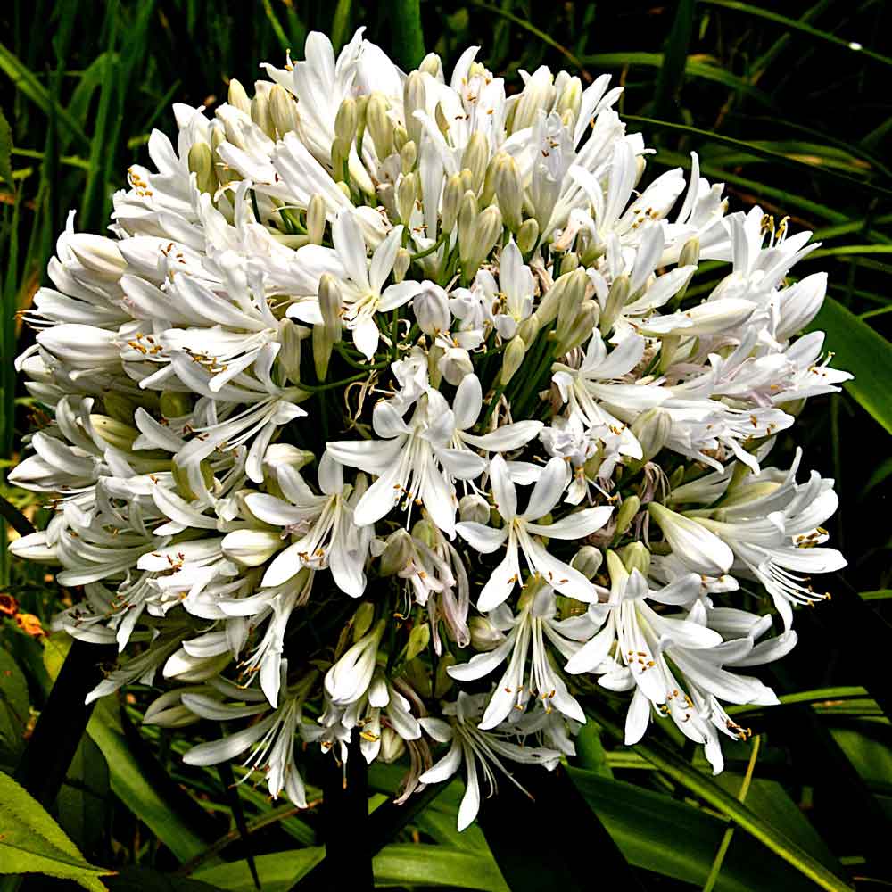 Agapanthus-Best-in-Show