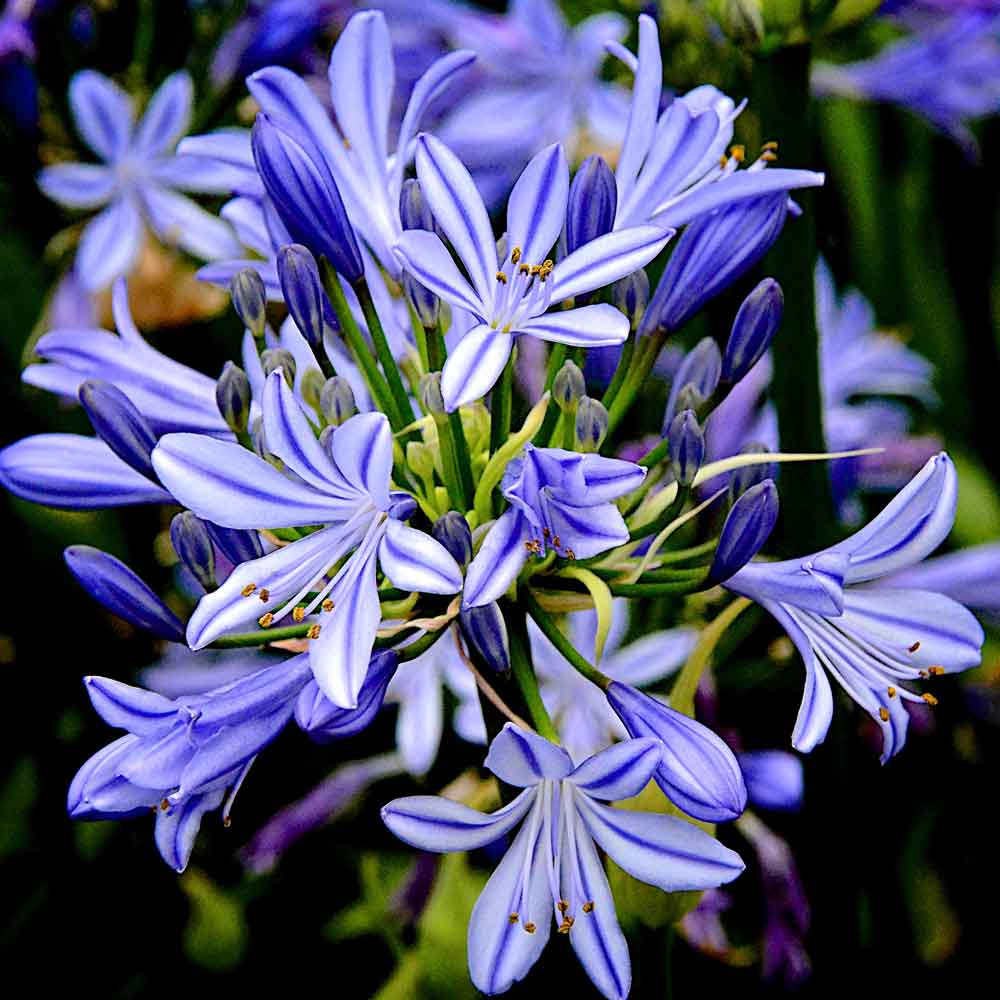 Agapanthus-Charlotte