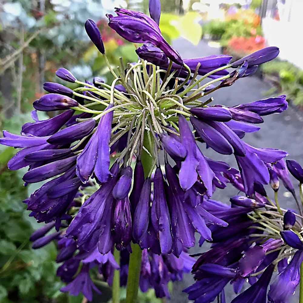 Agapanthus-Darkest-of-All