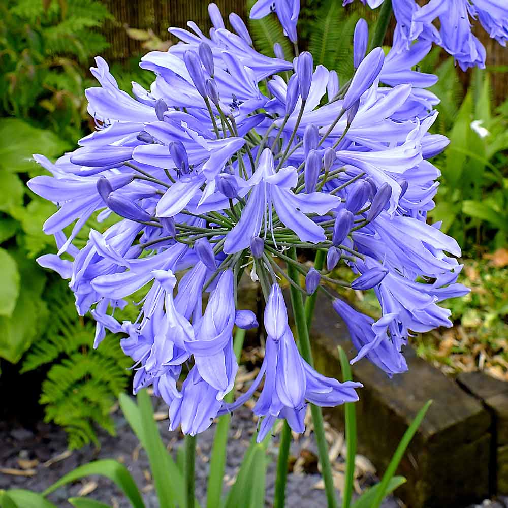 Agapanthus-Delft-Blue