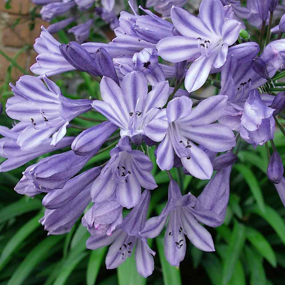 Agapanthus-Ethels-Joy