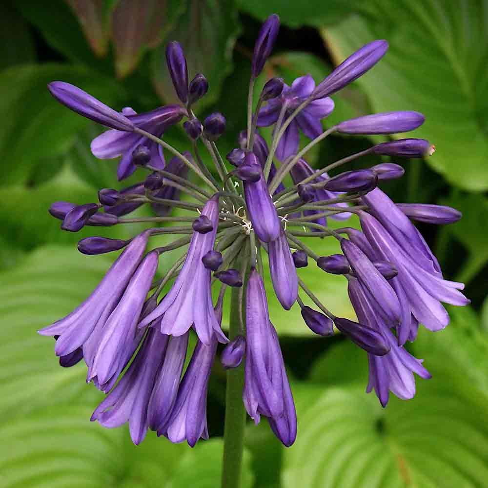 Agapanthus-Evening-Eclipse