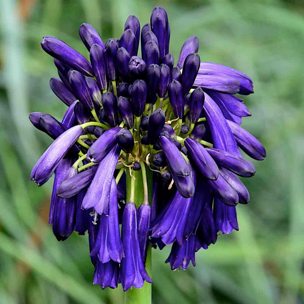 Agapanthus-Graskop