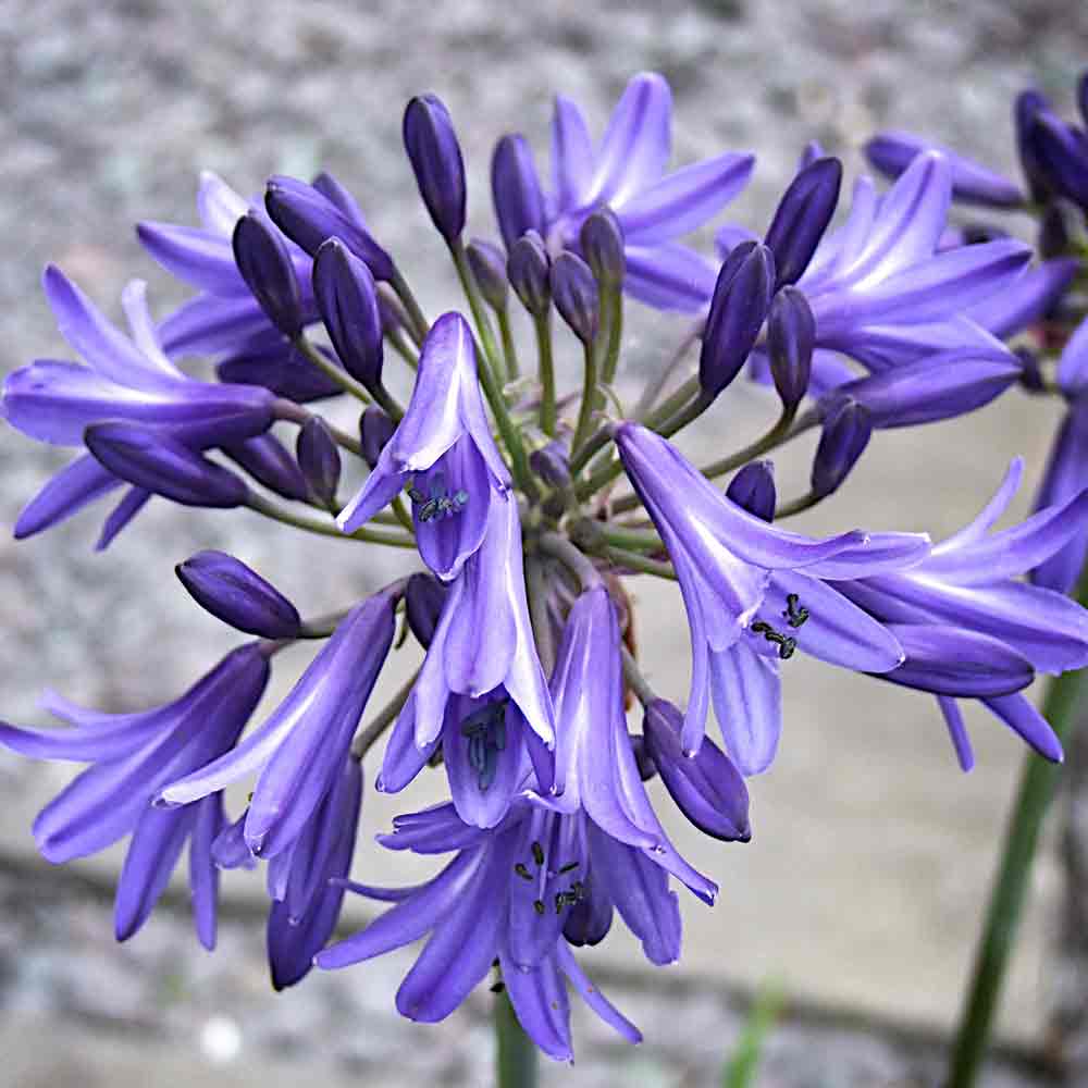 Agapanthus-His-Majesty