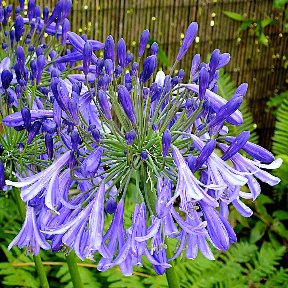 Agapanthus-Jacks-Blue1