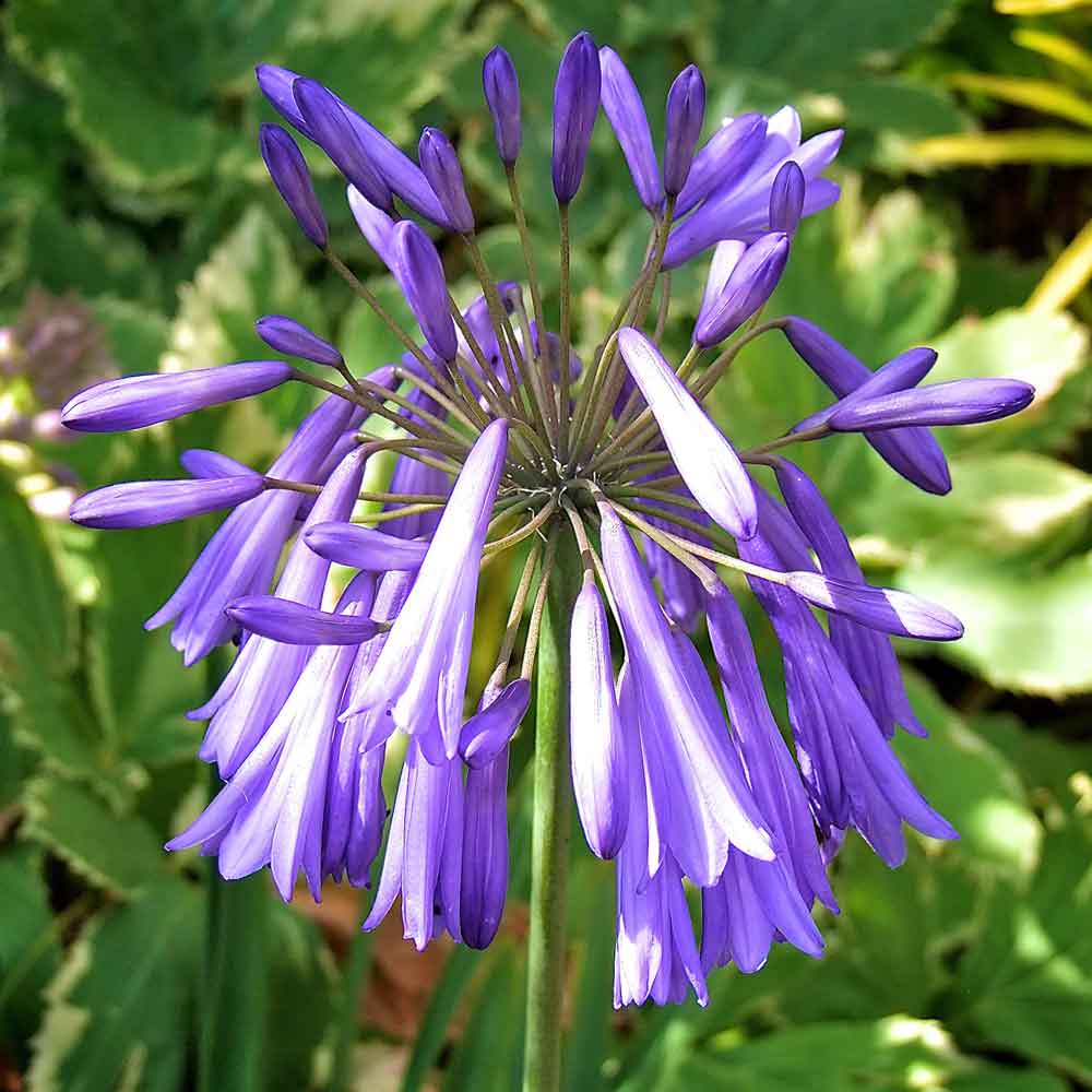 Agapanthus-Lilac-Lullaby