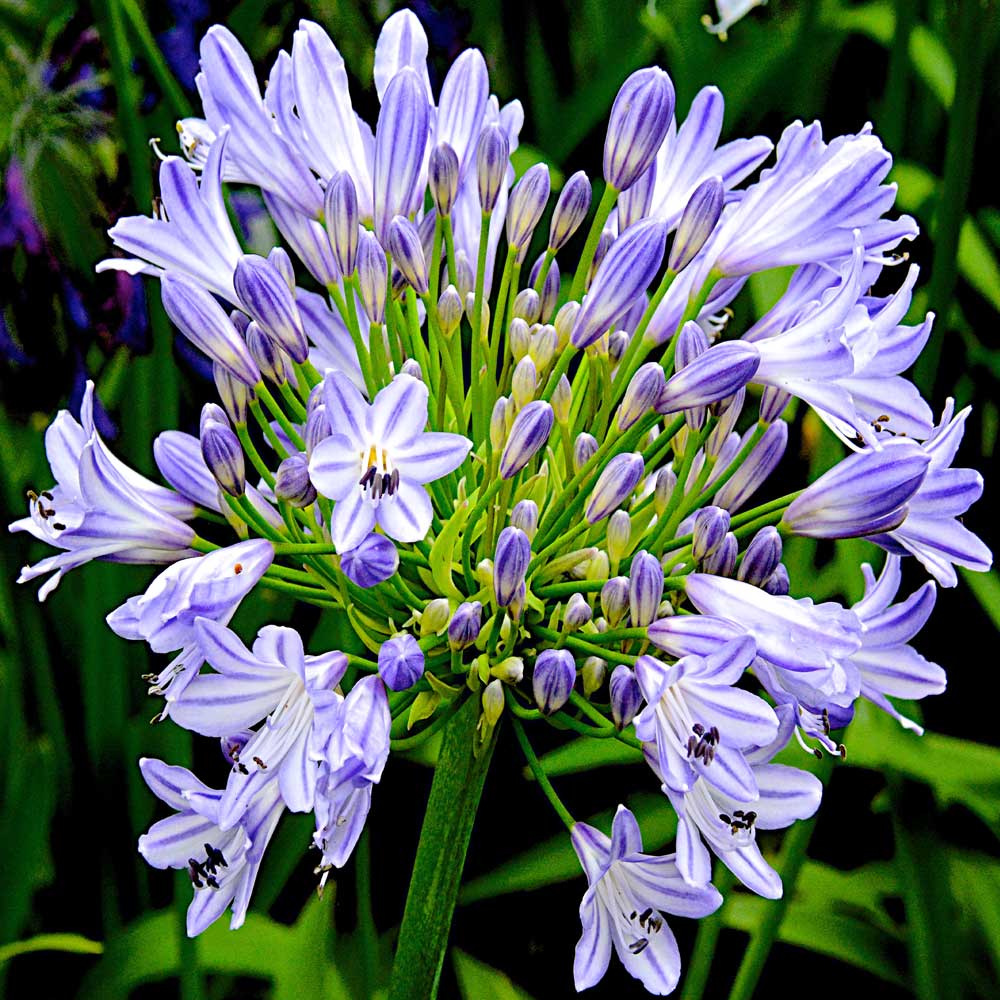 Agapanthus-Meghan's-Mauve