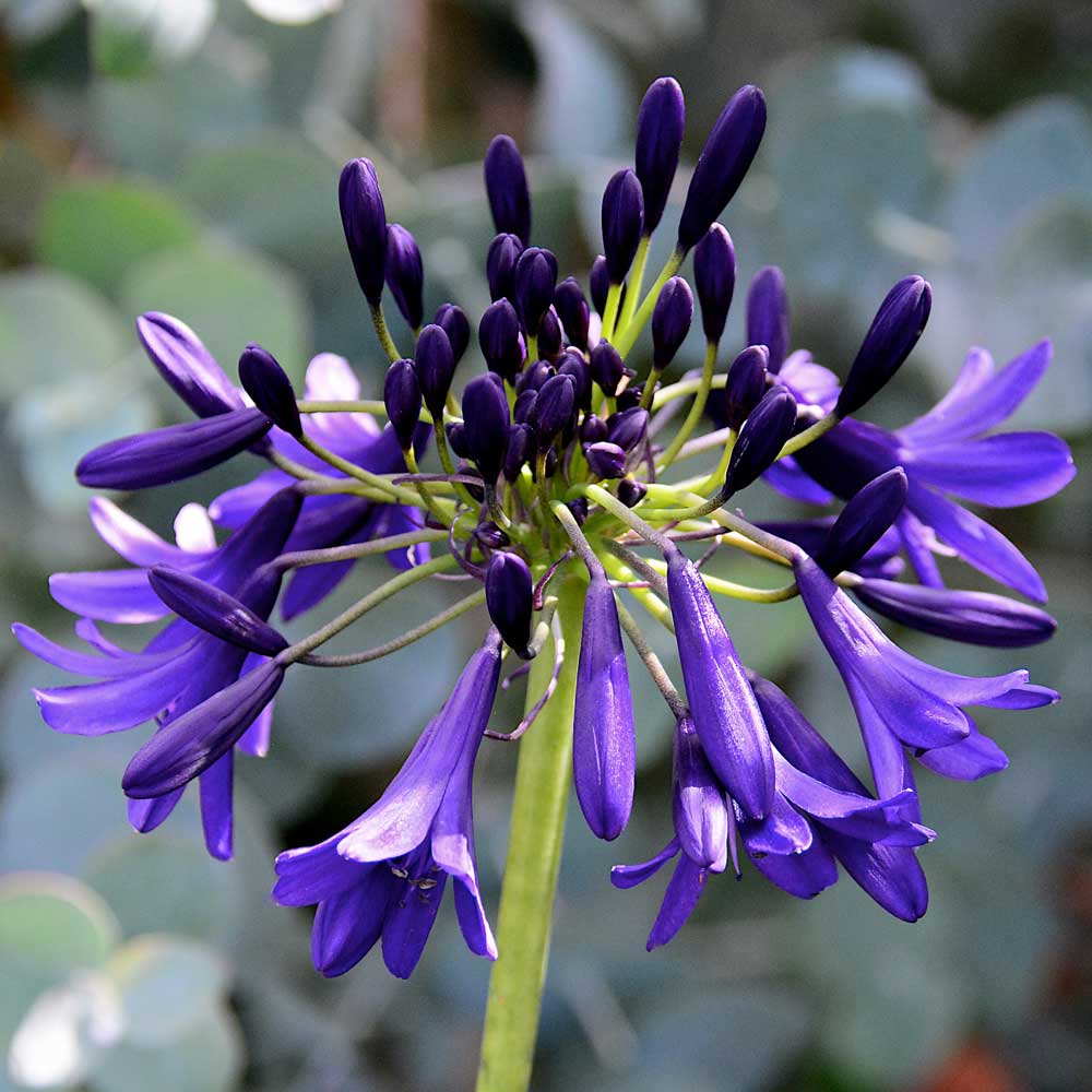 Agapanthus-Nocturnal-Horizons