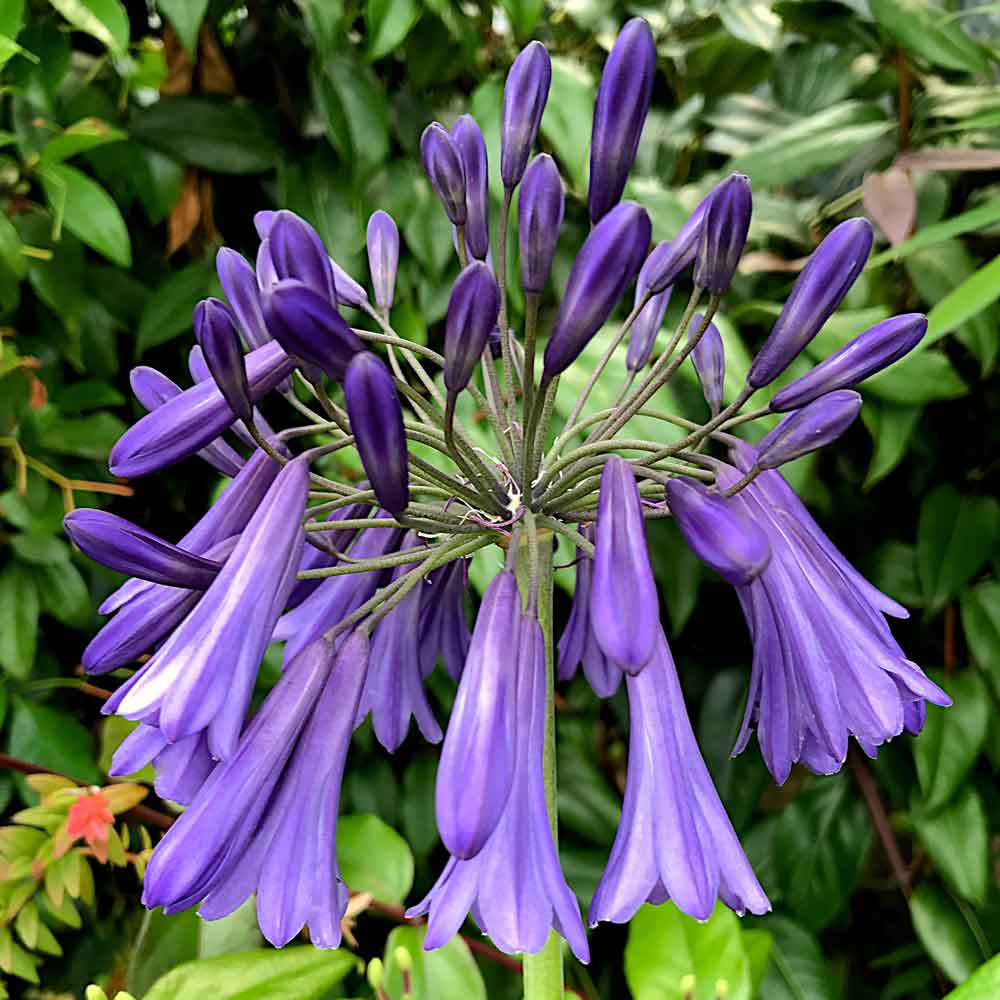 Agapanthus-Polar-Star