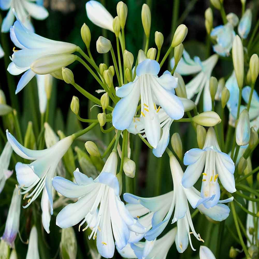 Agapanthus-Silver-Baby