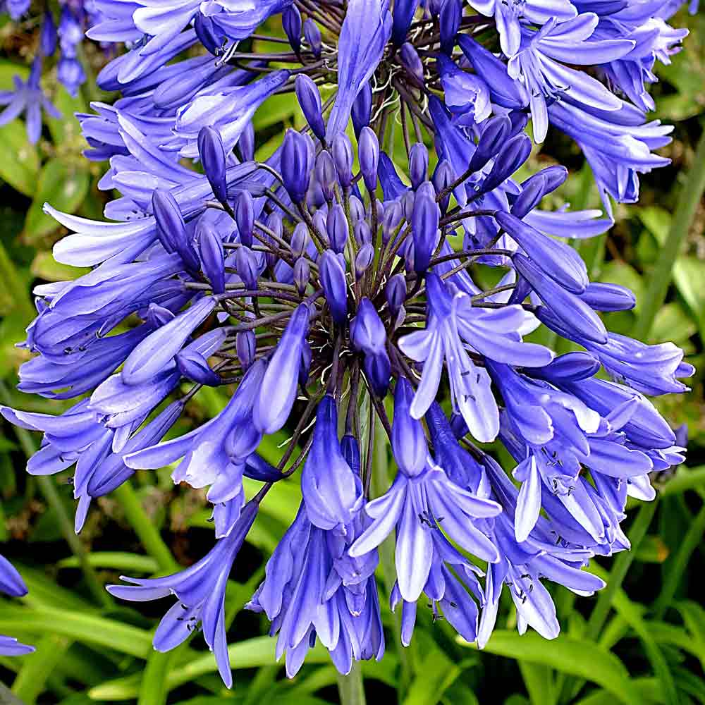 Agapanthus-Star-Dust