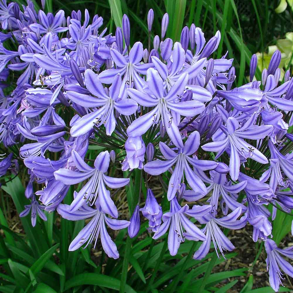 Agapanthus-Star-Gazer