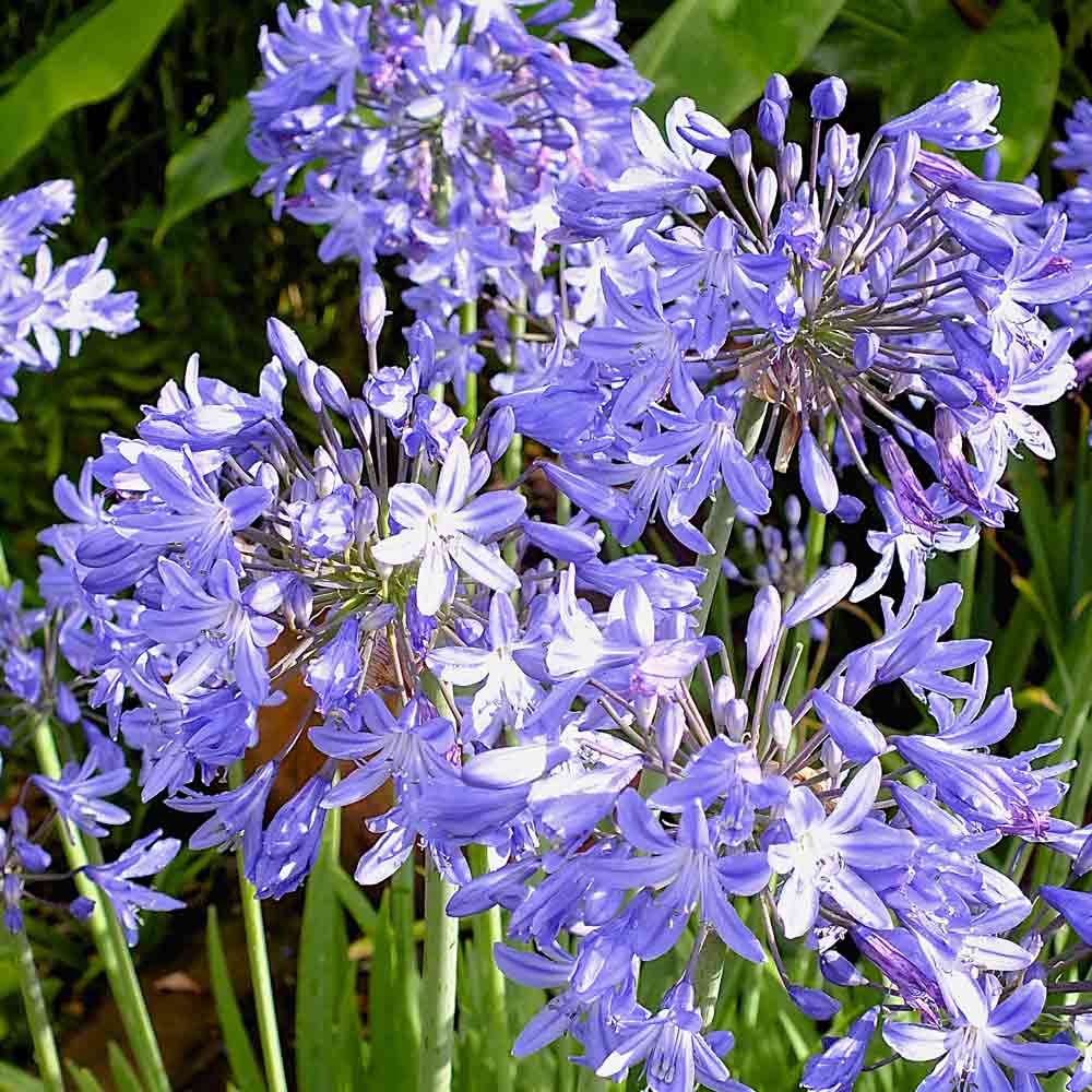 Agapanthus-Star-Quality