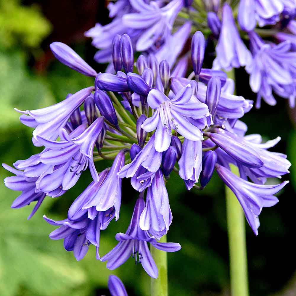 Agapanthus-Super-Star