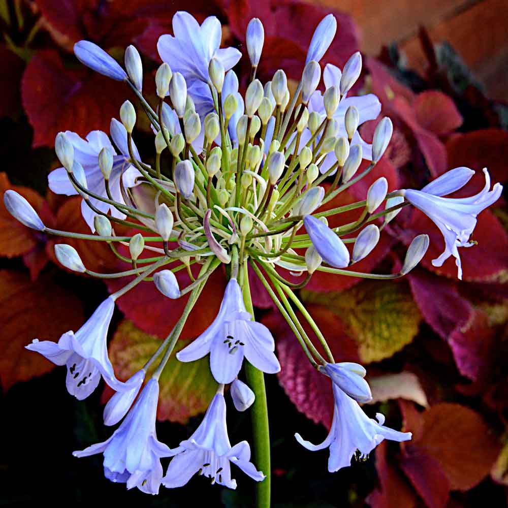 Agapanthus-Turquoise-Princess