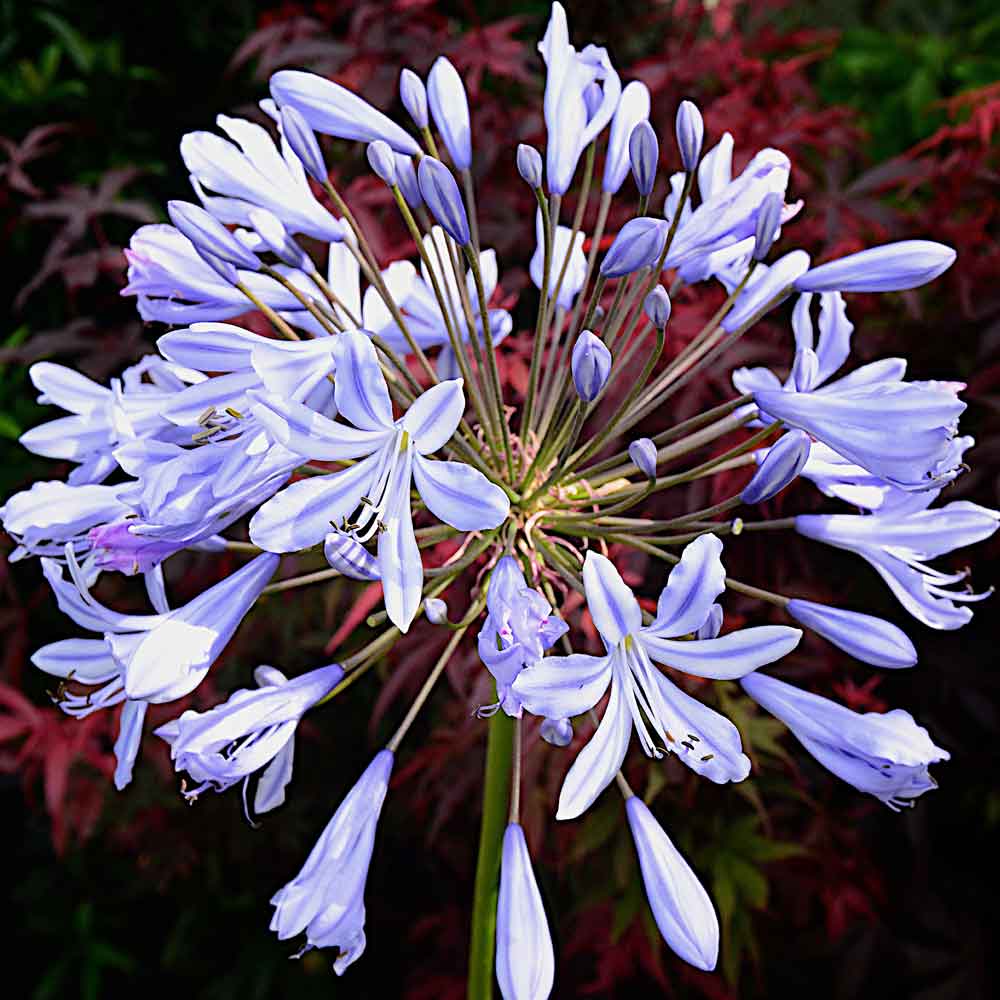 Agapanthus-Twilight-Zone