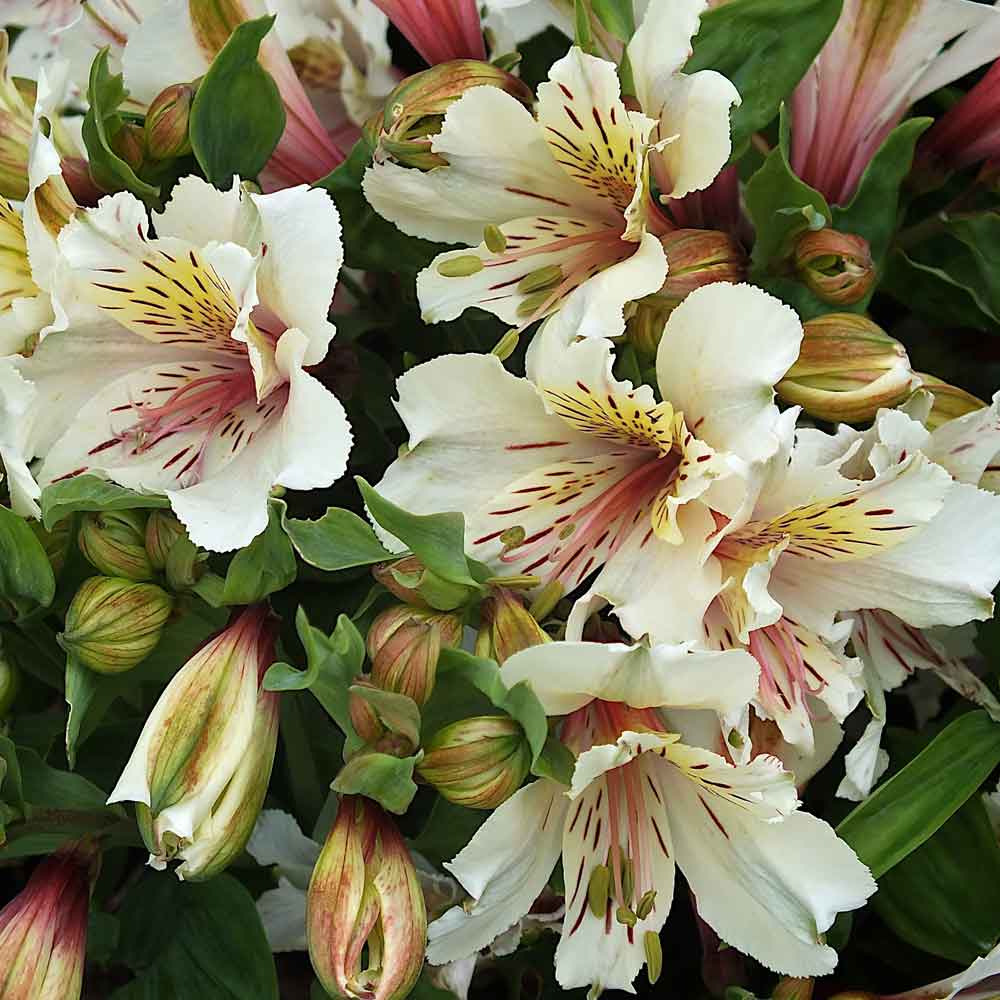 Alstroemeria-White-Buttons