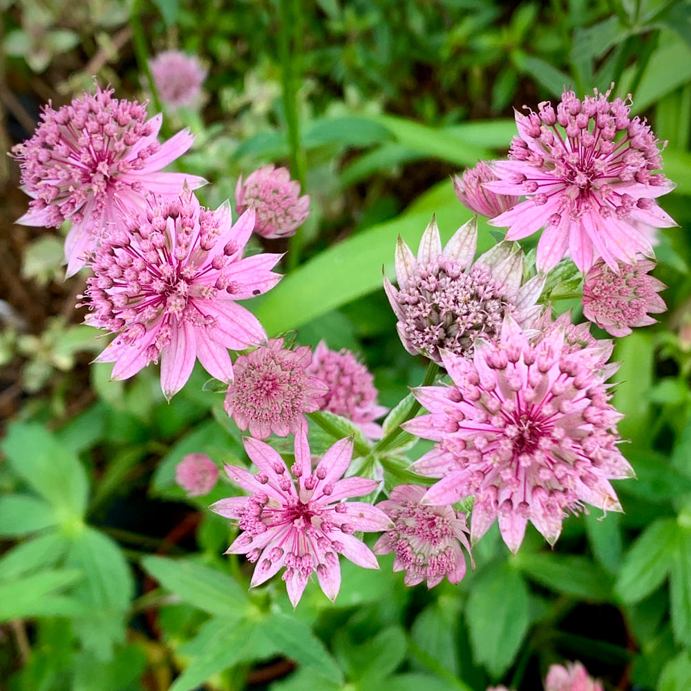 Astrantia Lola