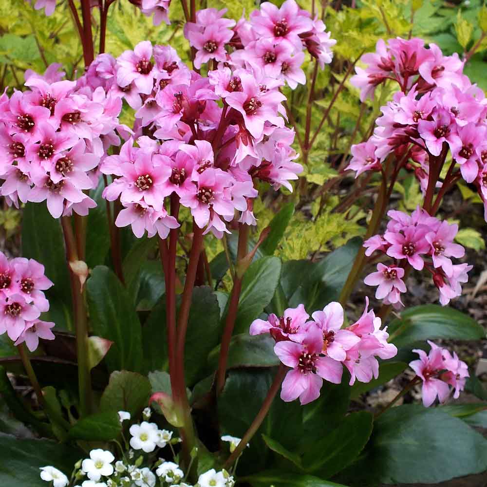 Bergenia-Dark-Damsell