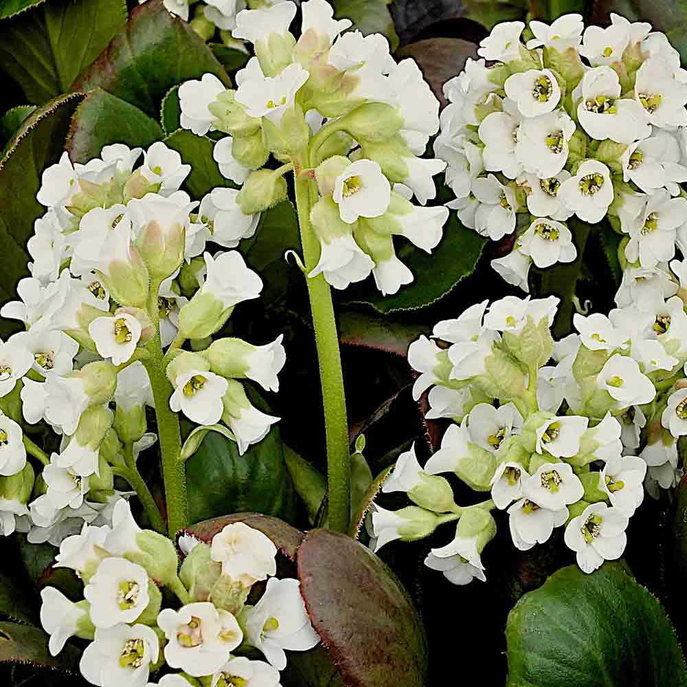 Bergenia-Diamond-Drops