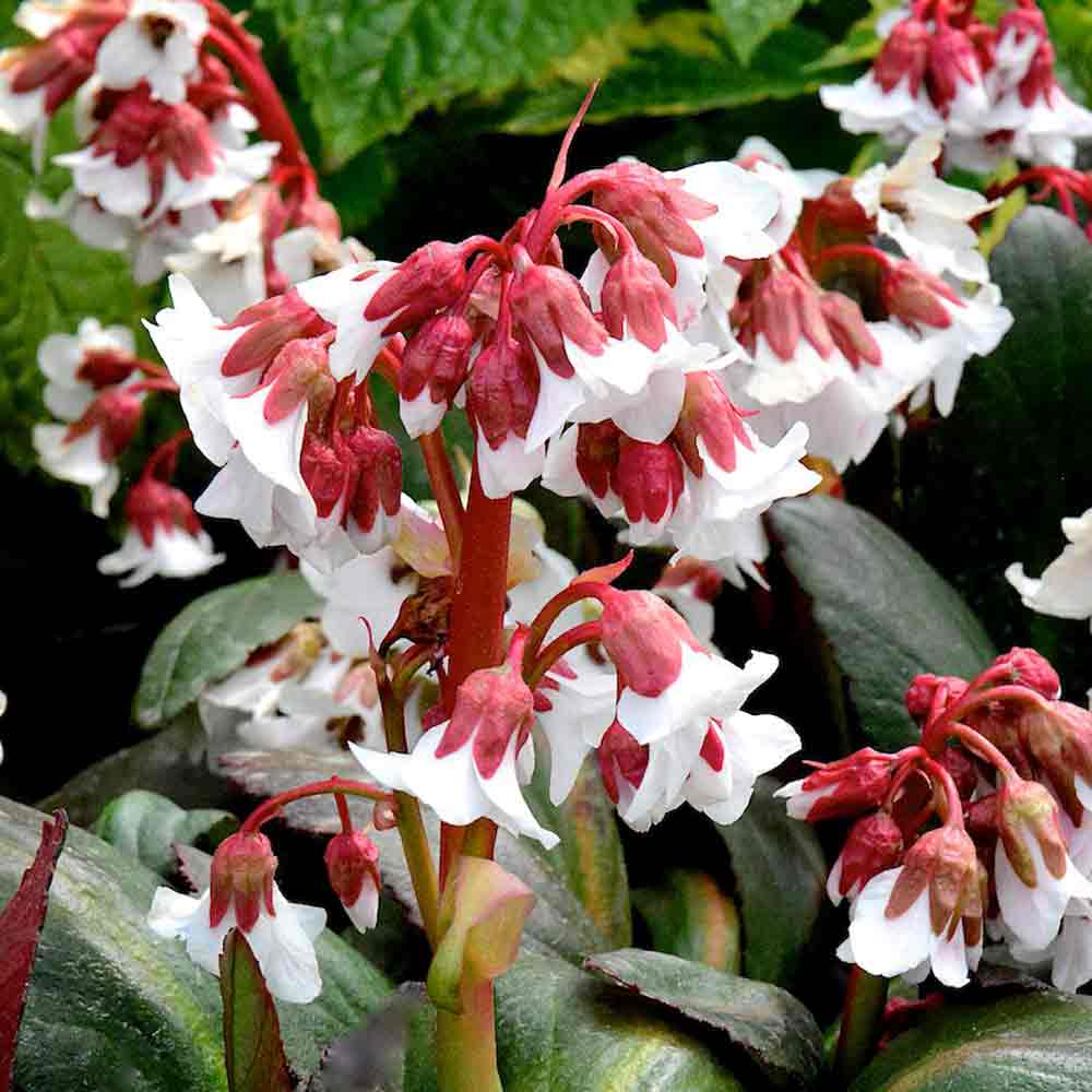 Bergenia-Fire-and-Ice