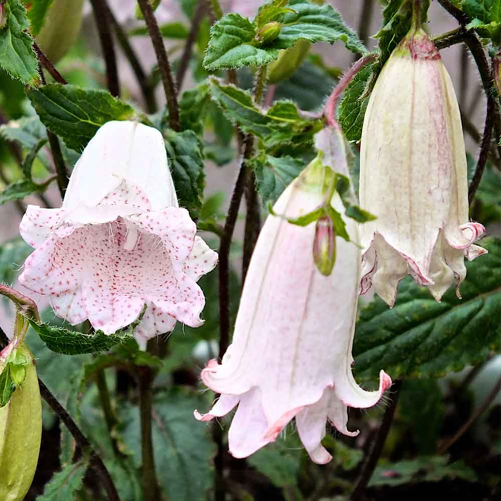 Campanula-Milky-Way-