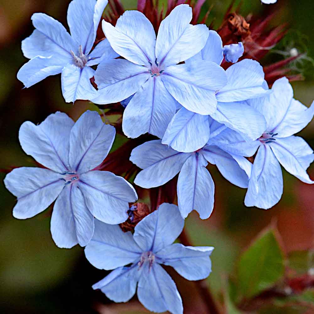 Ceratostigma-Summer-Skies