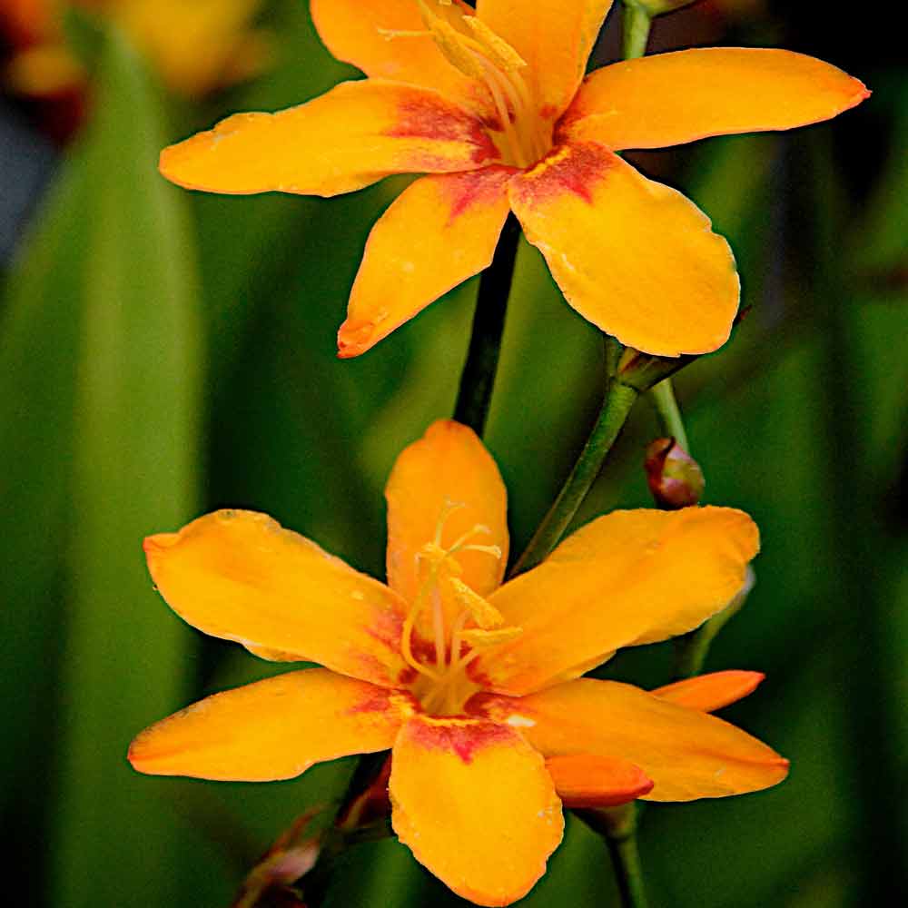 Crocosmia-Baby-Barnaby Crocosmia-Baby-Barnaby