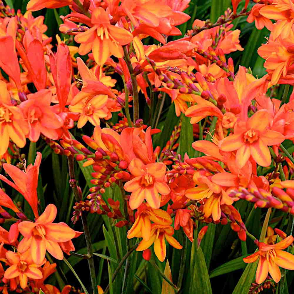 Crocosmia-Fire-Jumper