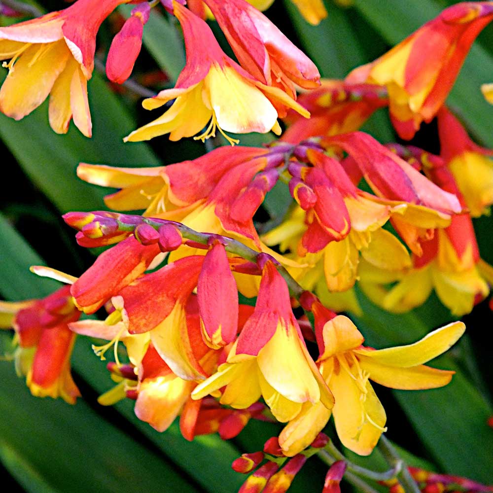 Crocosmia-Harlequin