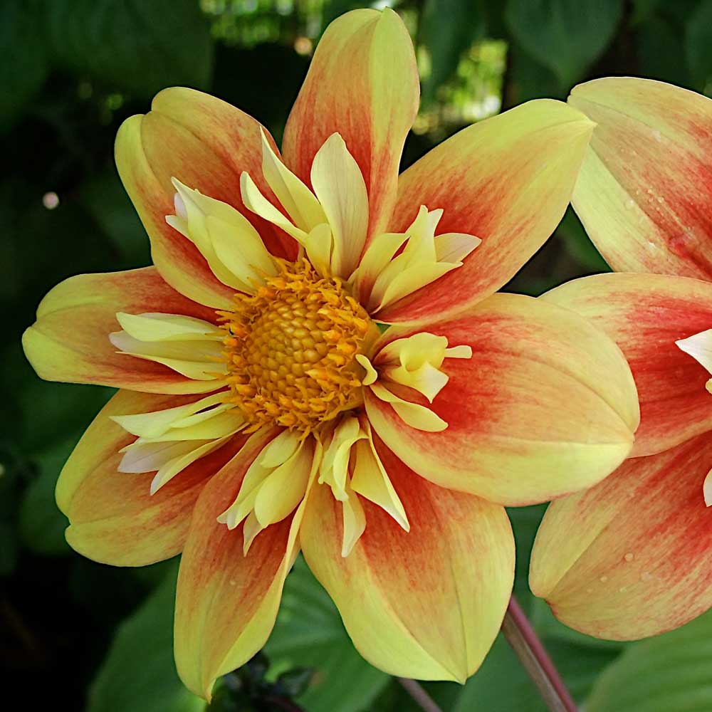 Dahlia-Eternal-Flame- Dahlia-Eternal-Flame-