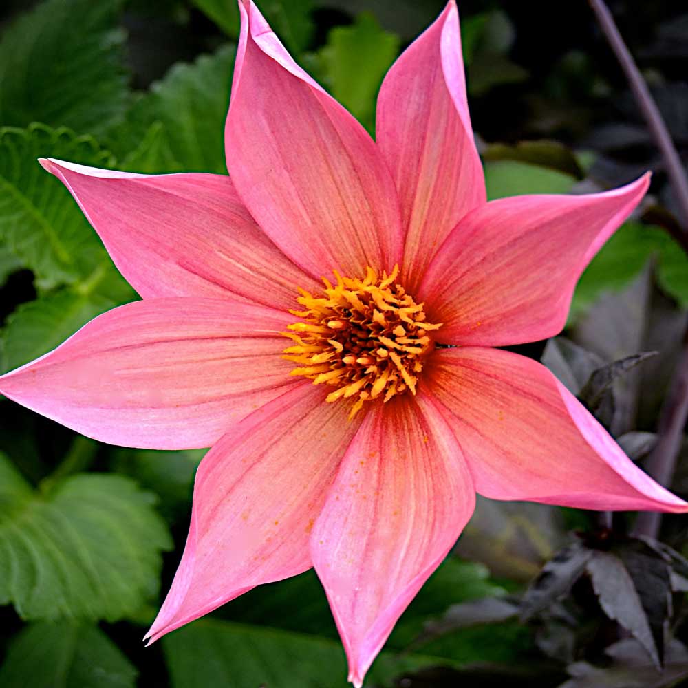 Dahlia-Hawaiian-Sunrise