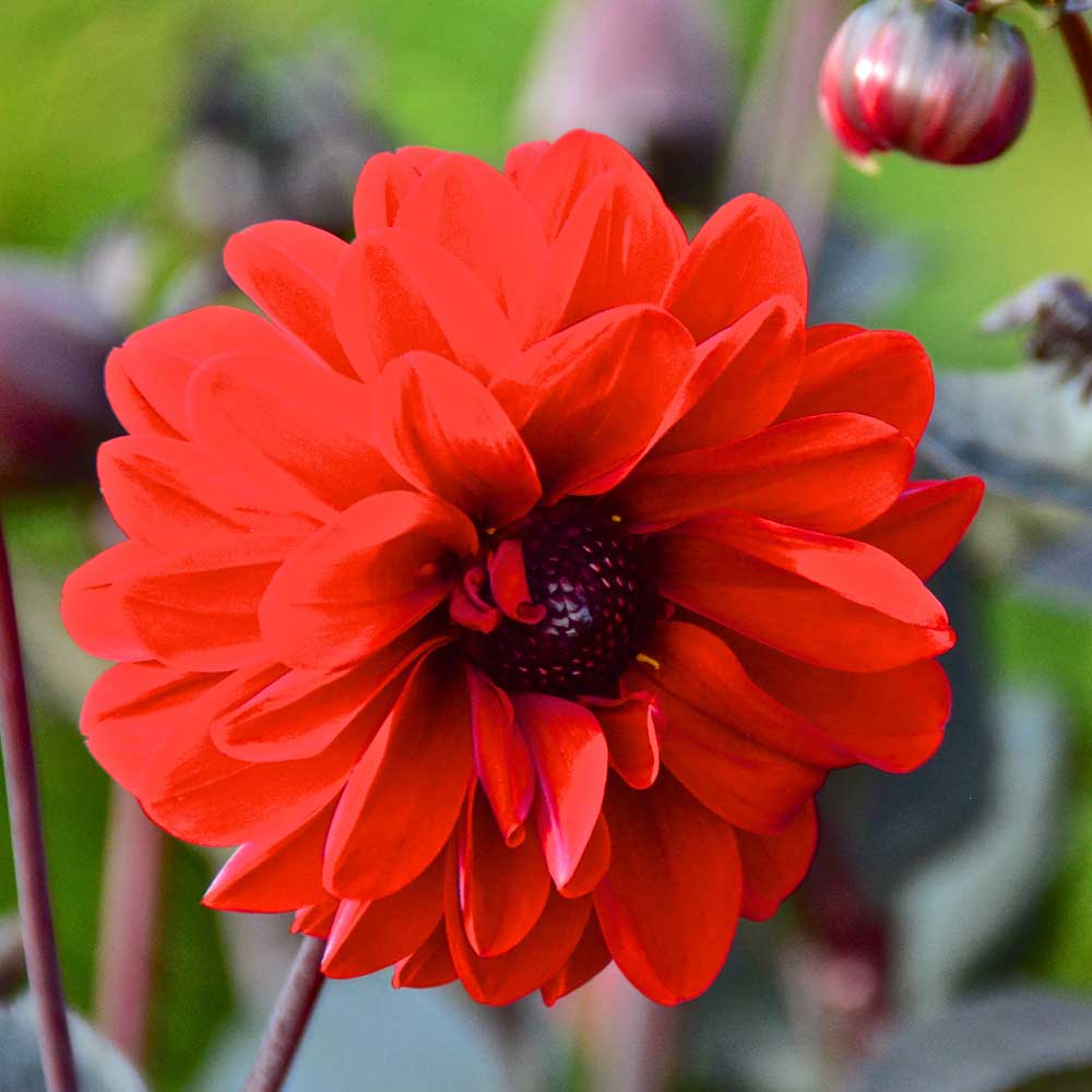 Dahlia Mountain of Fire