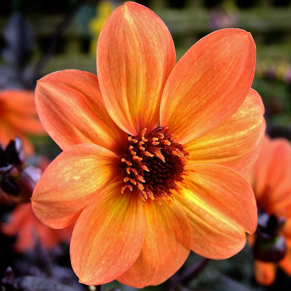 Dahlia-Tangerine-Gem Dahlia-Tangerine-Gem