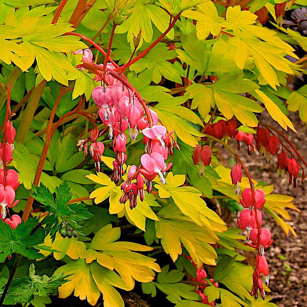 Dicentra-Gold-Heart