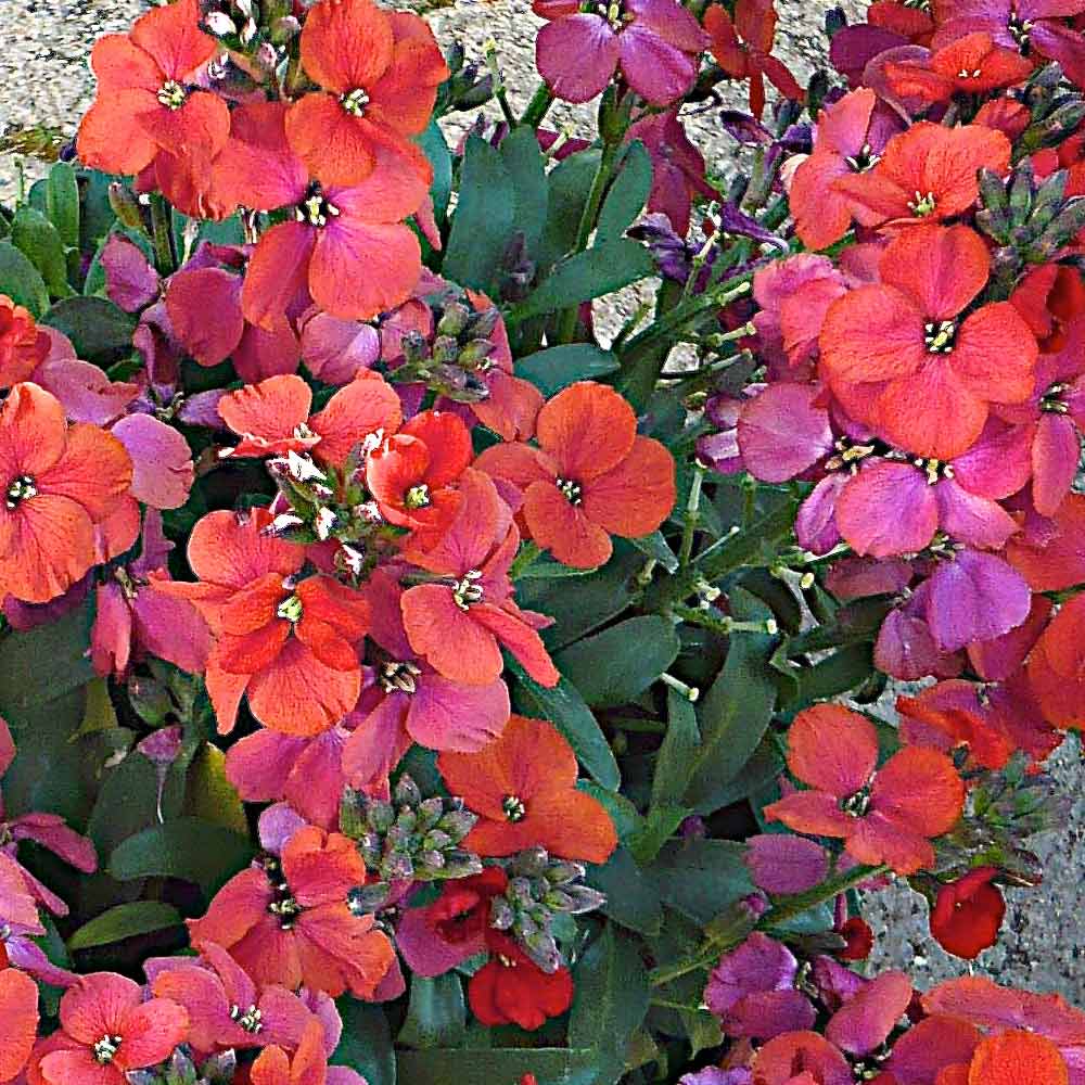 Erysimum-Spice-island Erysimum-Spice-island