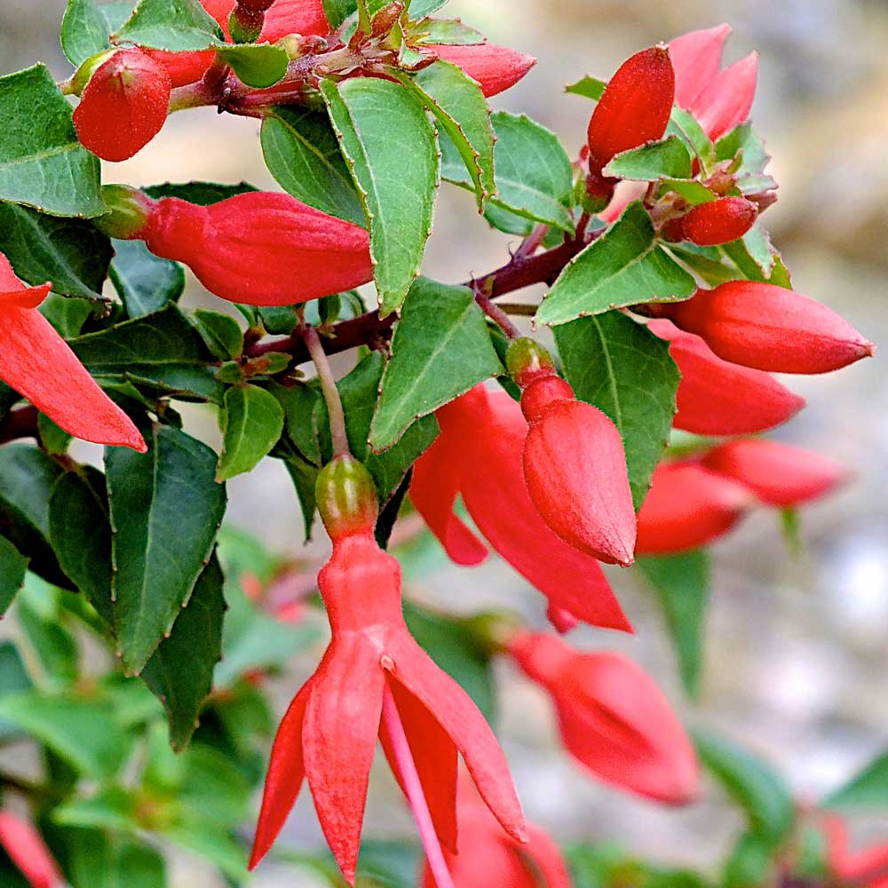 Fuchsia-Chilli-Red