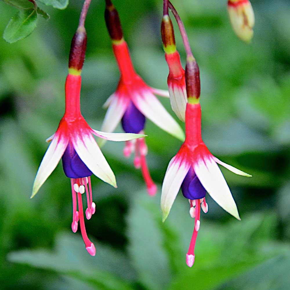 Fuchsia magellanica Arauco