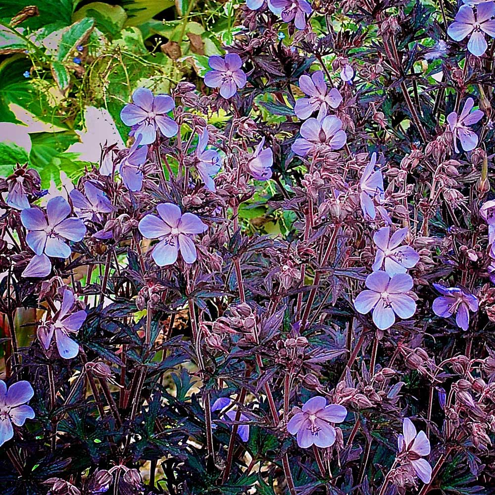 Geranium-Black-Beauty