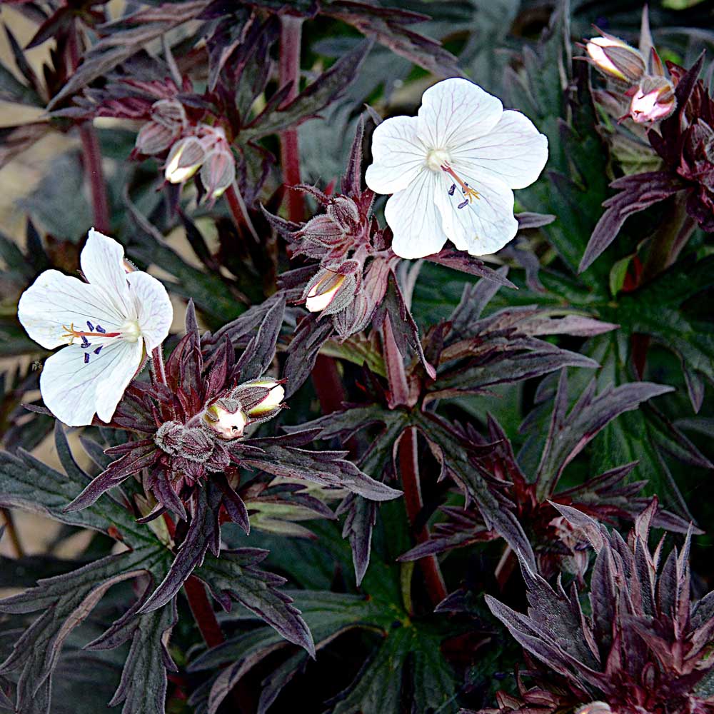 Geranium-Purple-Ghost