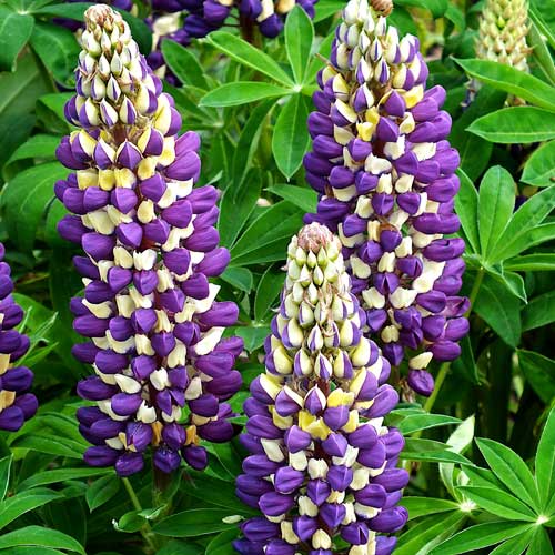 Lupin-Purple-Emperor-small