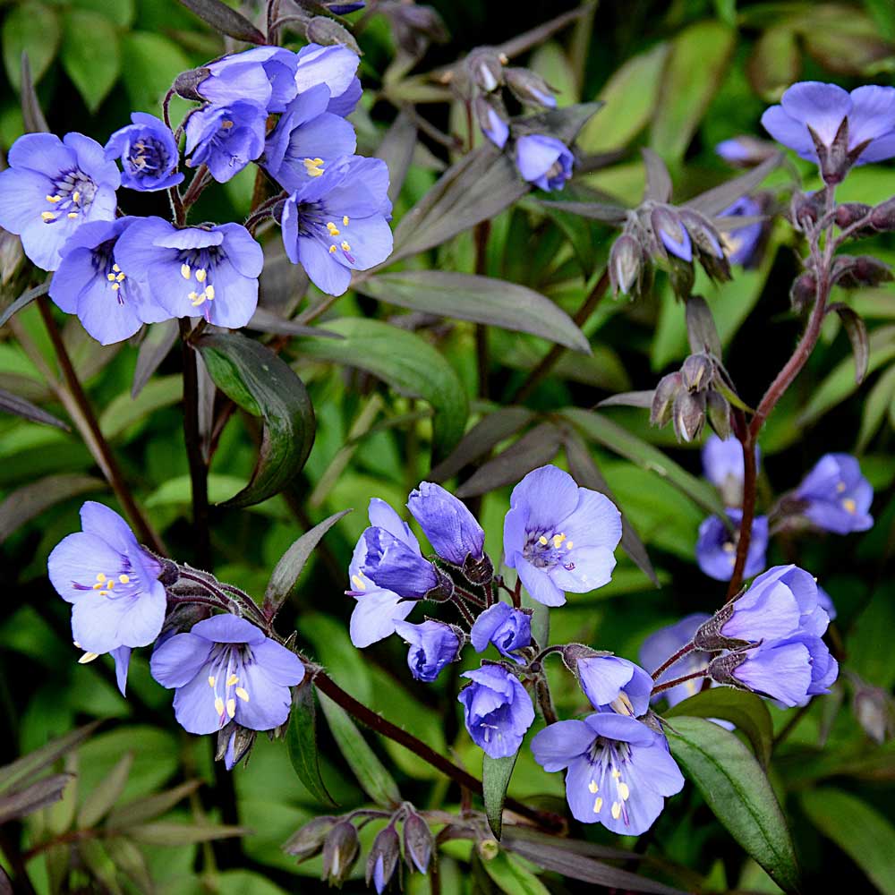 Polemonium-Heaven-Scent