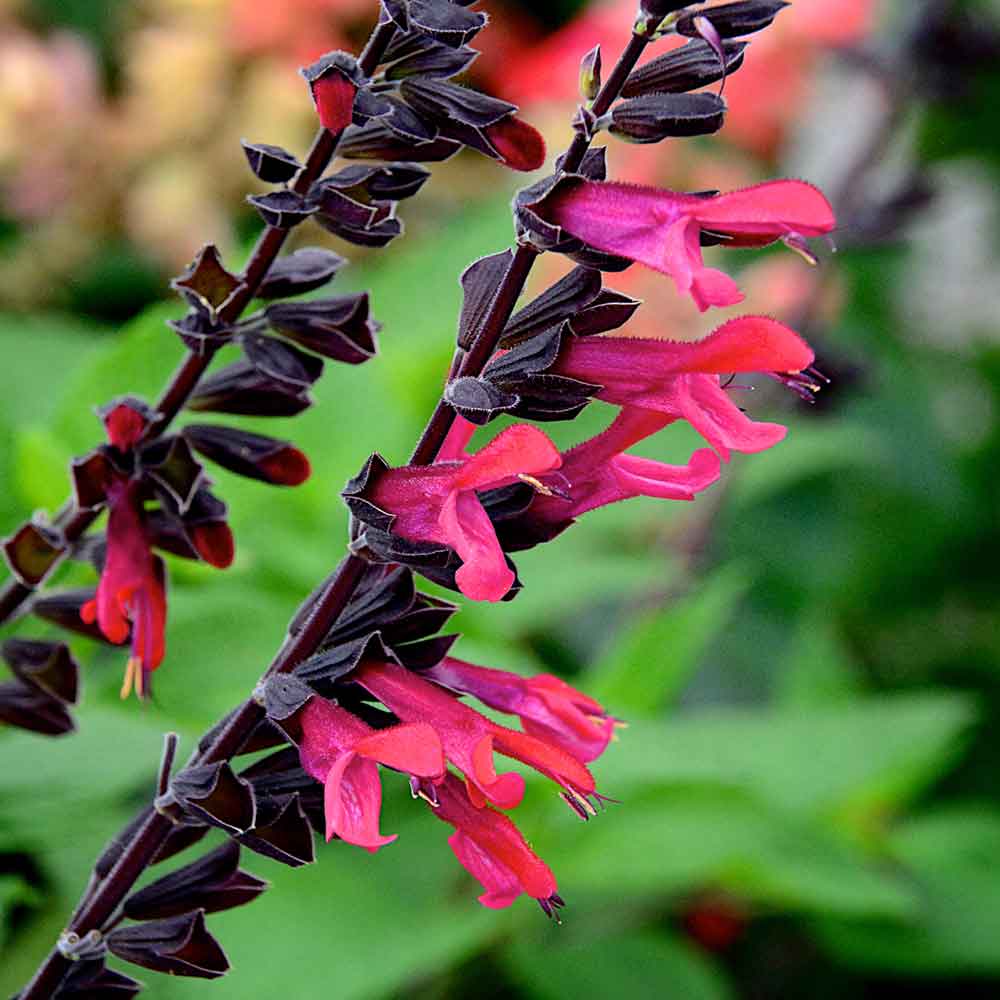 Salvia-Amante