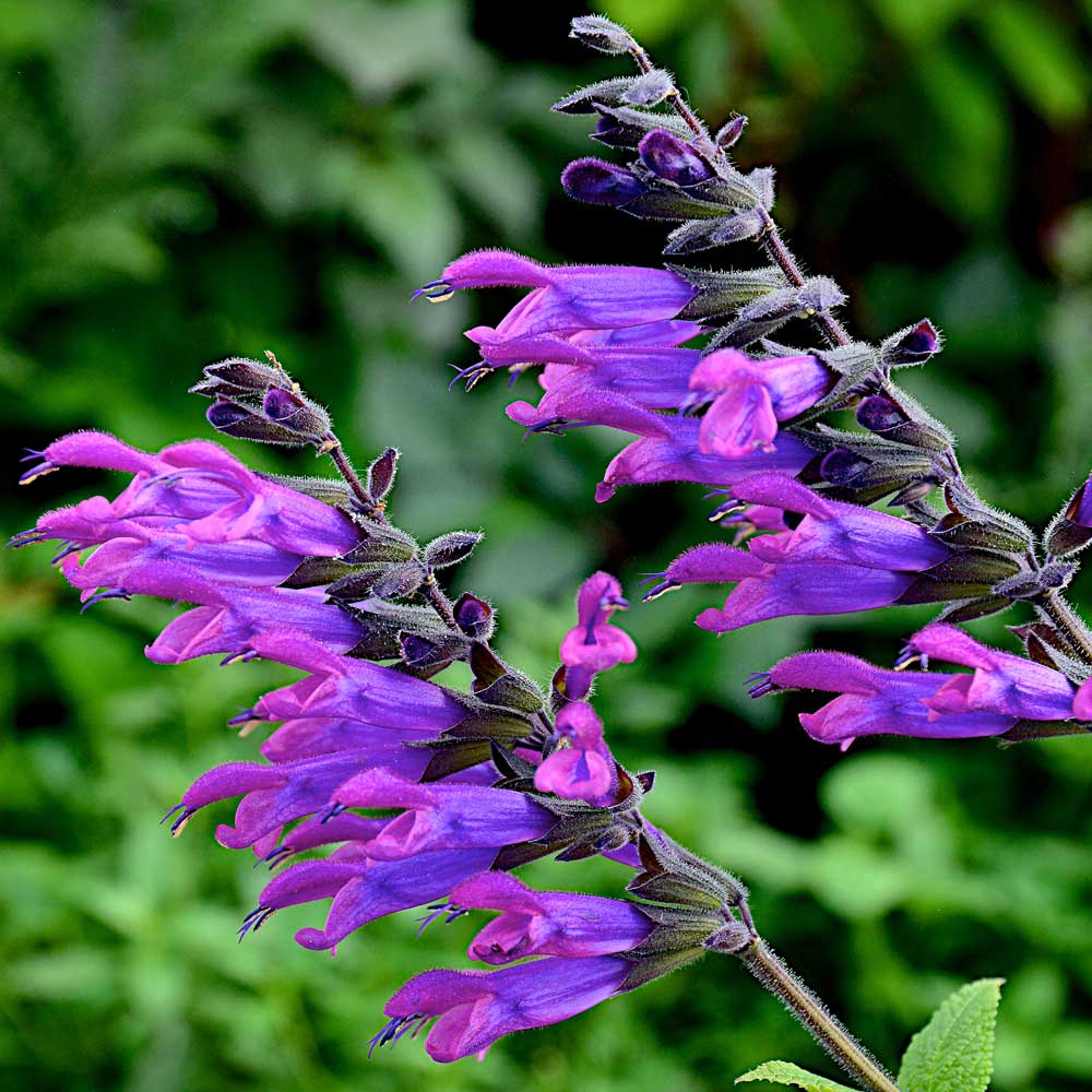 Salvia Amigo