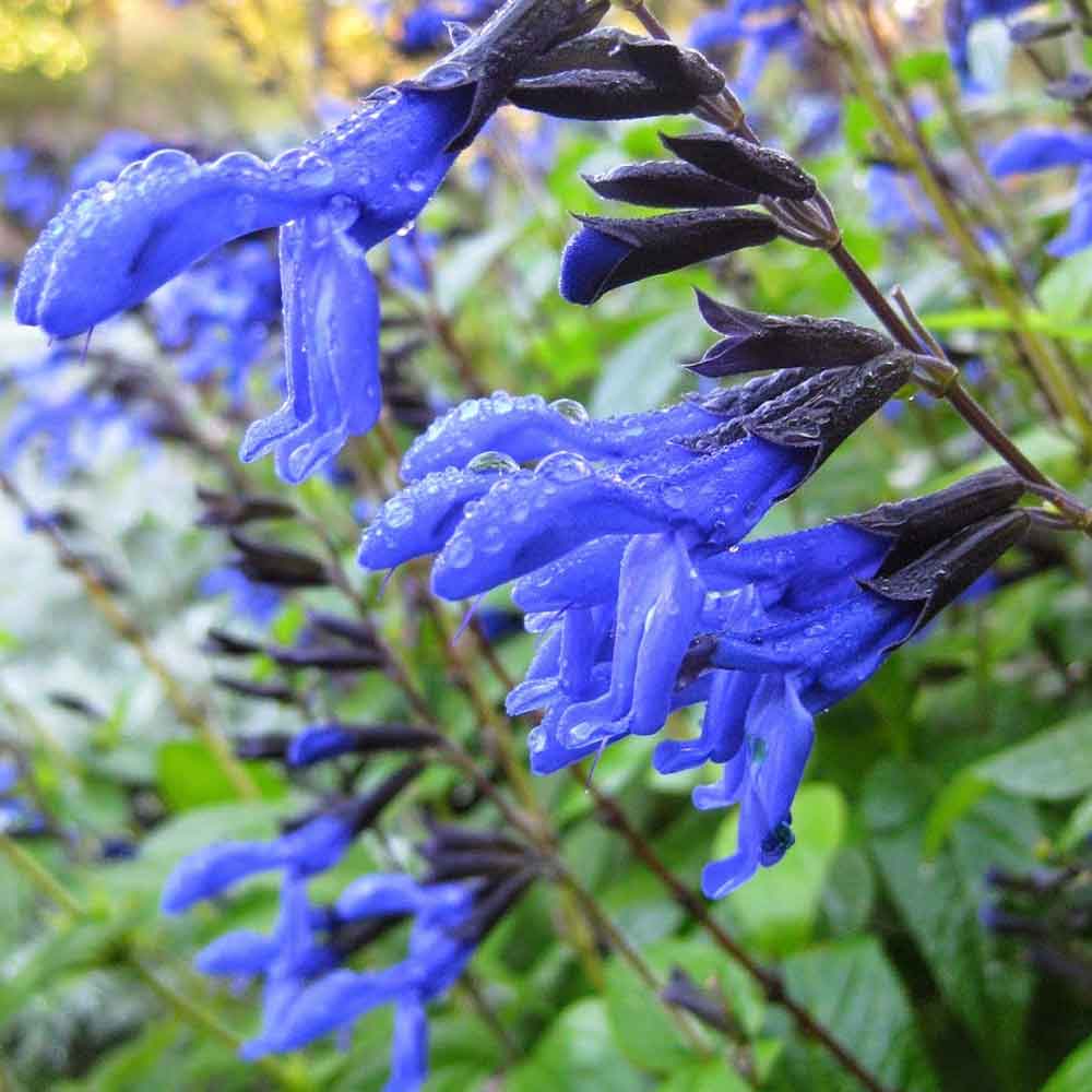 Salvia-Black-and-Blue