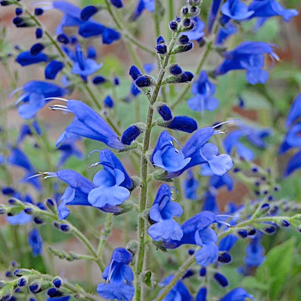 Salvia-Blue-Butterflies