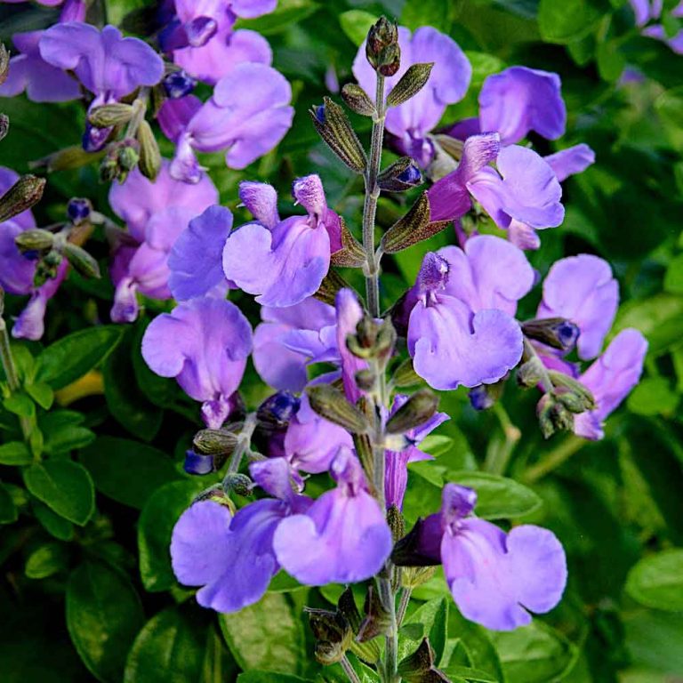 Salvia Blue Merced – New Word Plants