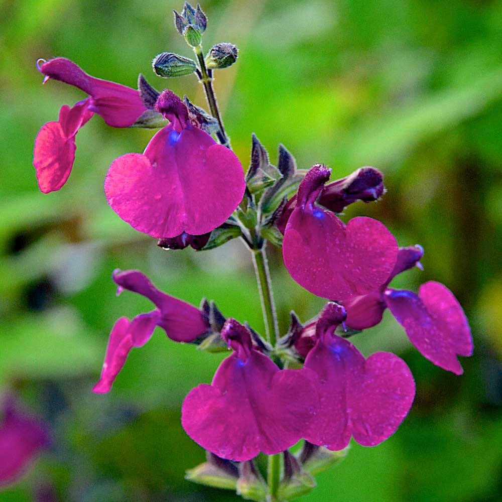 Salvia-Cherry-Pie