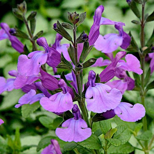 Salvia Cool Violet – New Word Plants