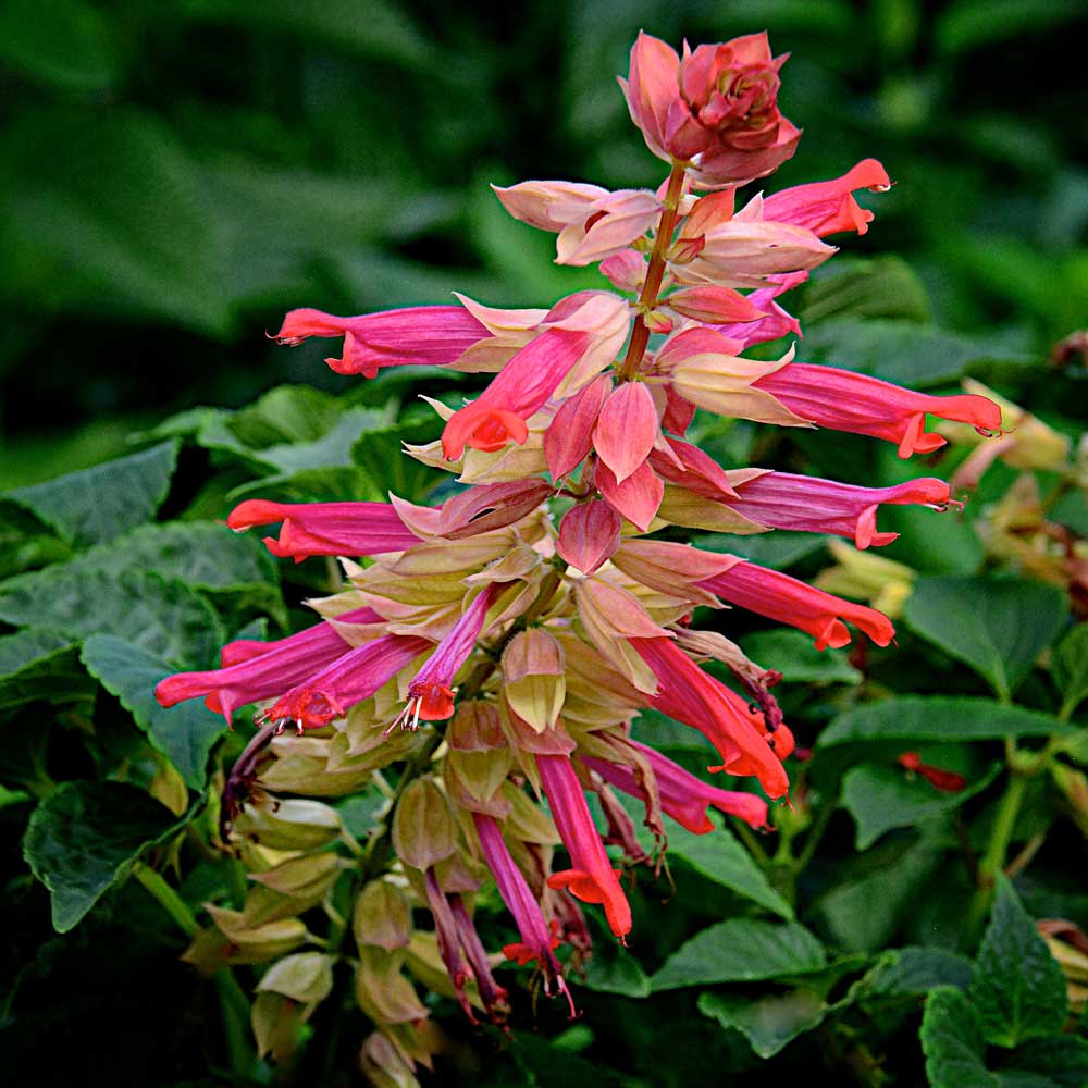 Salvia Flamingo